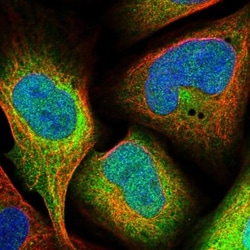 FDPS Antibody, Novus Biologicals 0.1mL; Unlabeled:Antibodies, Polyclonal